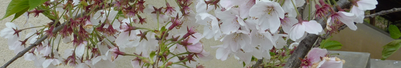 めめスチーマーとは一体？即ちぇっく！！