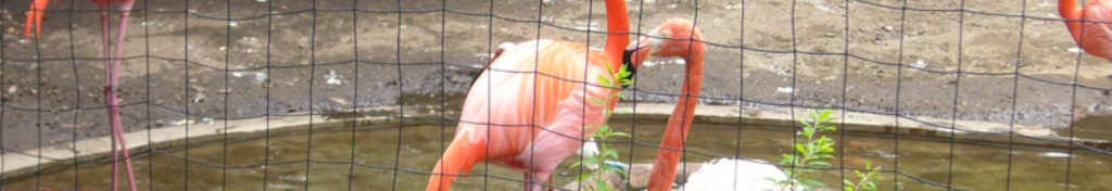 手ぬぐい、かなり気になります。