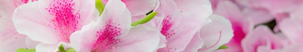 い草ラグについての最新情報